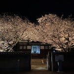 【鞆の浦】安国寺の夜桜ライトアップを観てきました！