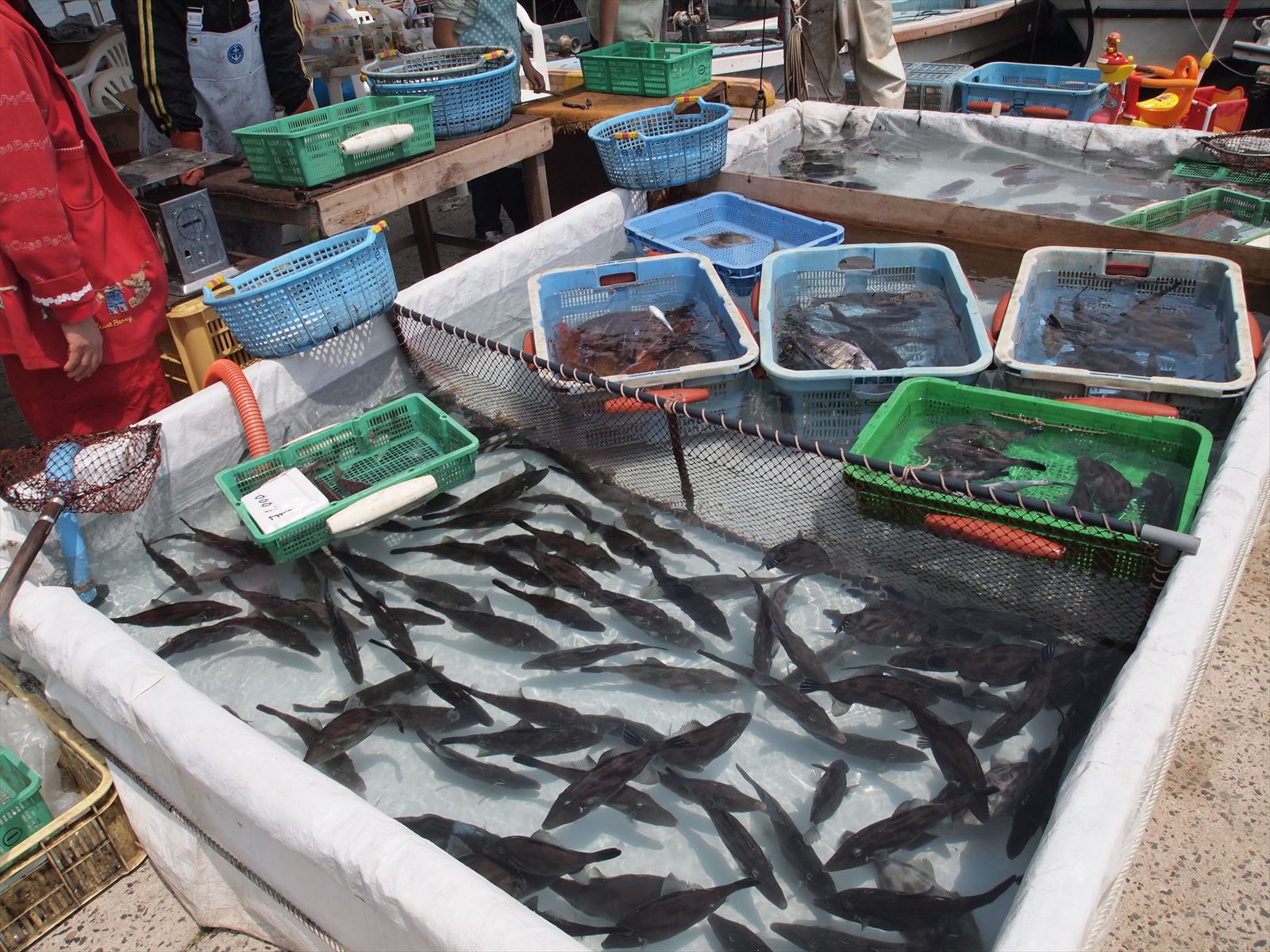 「うつみ大漁まつり」が福山市内海町の箱崎漁港で毎年5月3日に開催！～活魚・鮮魚販売、魚干物・珍味・特産物販売