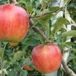 福山市内から車で1時間29分「りんご狩り」のできる「果実の森公園」