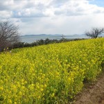 福山市田尻町で「第15回菜の花まつり」（2015年）が開催されます
