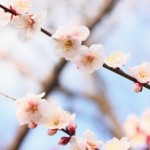 福山市田尻町で開催される「杏まつり」のイベント詳細（2015年3月22日）