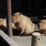 福山市立動物園で「第6回動物園まつり2016」が開催！～11月5日は入園料無料。さらに飲食屋台やゲームコーナー、カピバラとの記念撮影など