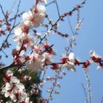 福山市田尻町の「杏まつり2017」に行こう！～田尻町の山際、県道で杏の花を堪能