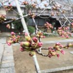 福山市鞆町（鞆の浦）桜の開花情報2017～現地で撮ってきた桜の状況を公開