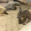 【動物園】福山市立動物園の「夜の動物園〜Night Zoo〜」に行ってきた！～8月の毎週土曜日に開催