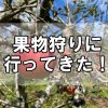 【果物狩り】平田観光農園でぶどう・りんご狩りしてきた！～広島県三次町にある観光農園