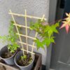 【日記】紅葉とアンノウンの育成日記 vol.47～「キング」と「ダイジン」