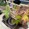 【日記】紅葉とアンノウンの育成日記 vol.50~「キング」と「ダイジン」