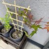 【日記】紅葉とアンノウンの育成日記 vol.51～「キング」と「ダイジン」