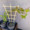 【日記】紅葉とアンノウンの育成日記 vol.54～「キング」と「ダイジン」