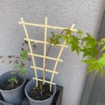 【日記】紅葉とアンノウンの育成日記 vol.56～「キング」と「ダイジン」