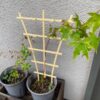 【日記】紅葉とアンノウンの育成日記 vol.59～「キング」と「ダイジン」