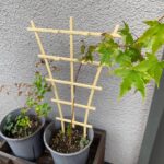 【日記】紅葉とアンノウンの育成日記 vol.59～「キング」と「ダイジン」