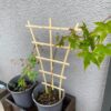 【日記】紅葉とアンノウンの育成日記 vol.60～「キング」と「ダイジン」