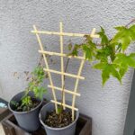 【日記】紅葉とアンノウンの育成日記 vol.60～「キング」と「ダイジン」