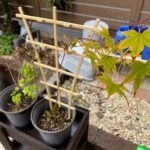 【日記】紅葉とアンノウンの育成日記 vol.64～「キング」と「ダイジン」