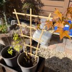 【日記】紅葉とアンノウンの育成日記 vol.65～「キング」と「ダイジン」