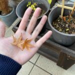 【日記】紅葉とアンノウンの育成日記 vol.66～「キング」と「ダイジン」