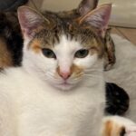 【お尋ね】迷い猫、探してます！～水呑小学校付近（福山市水呑町）